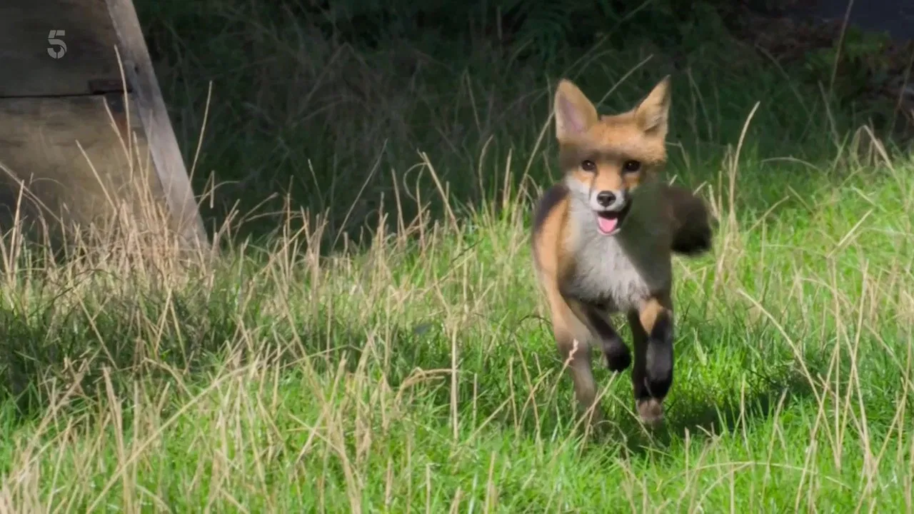 Foxes: Their Secret World backdrop
