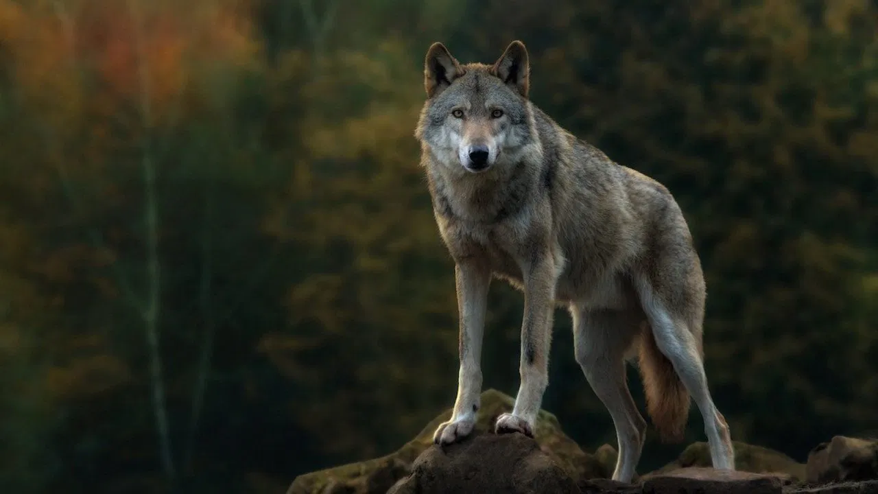 Il sentiero dei lupi backdrop