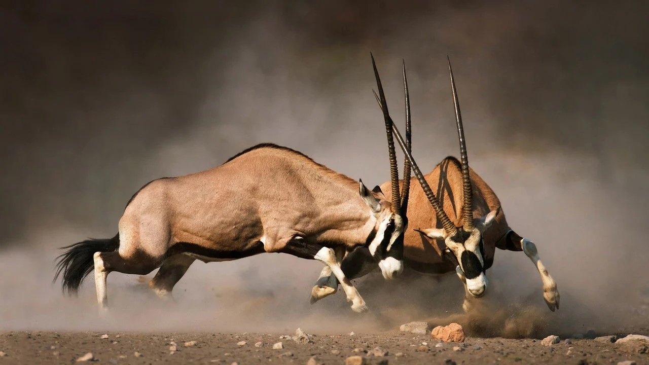 Animal Fight Night backdrop