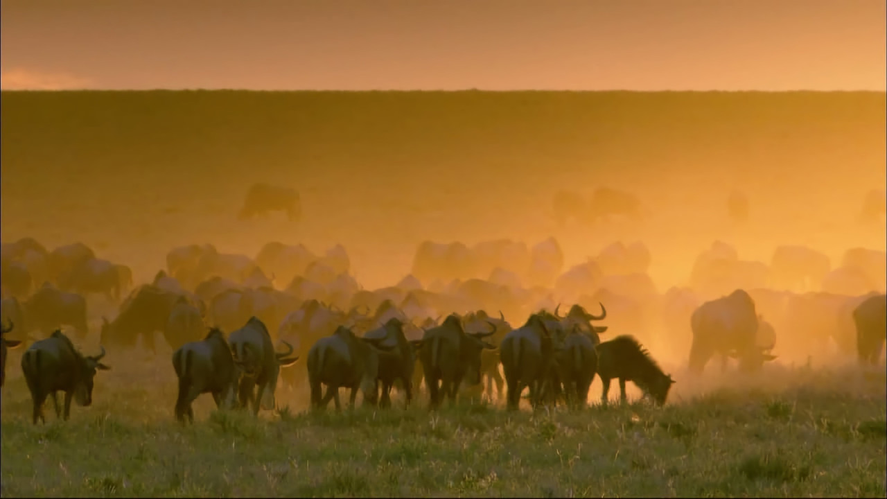 Wildlife Specials backdrop