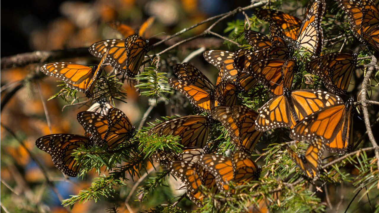 The Guardians backdrop