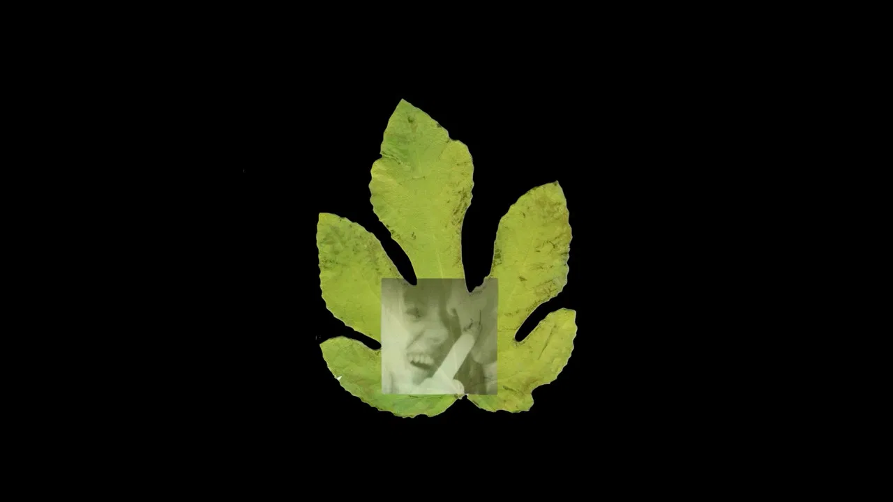 The Fig Tree backdrop