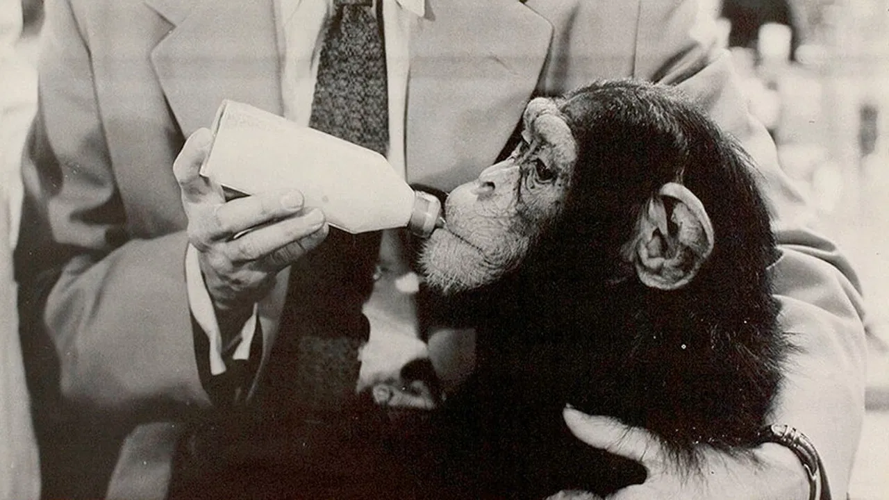 It's Showtime backdrop