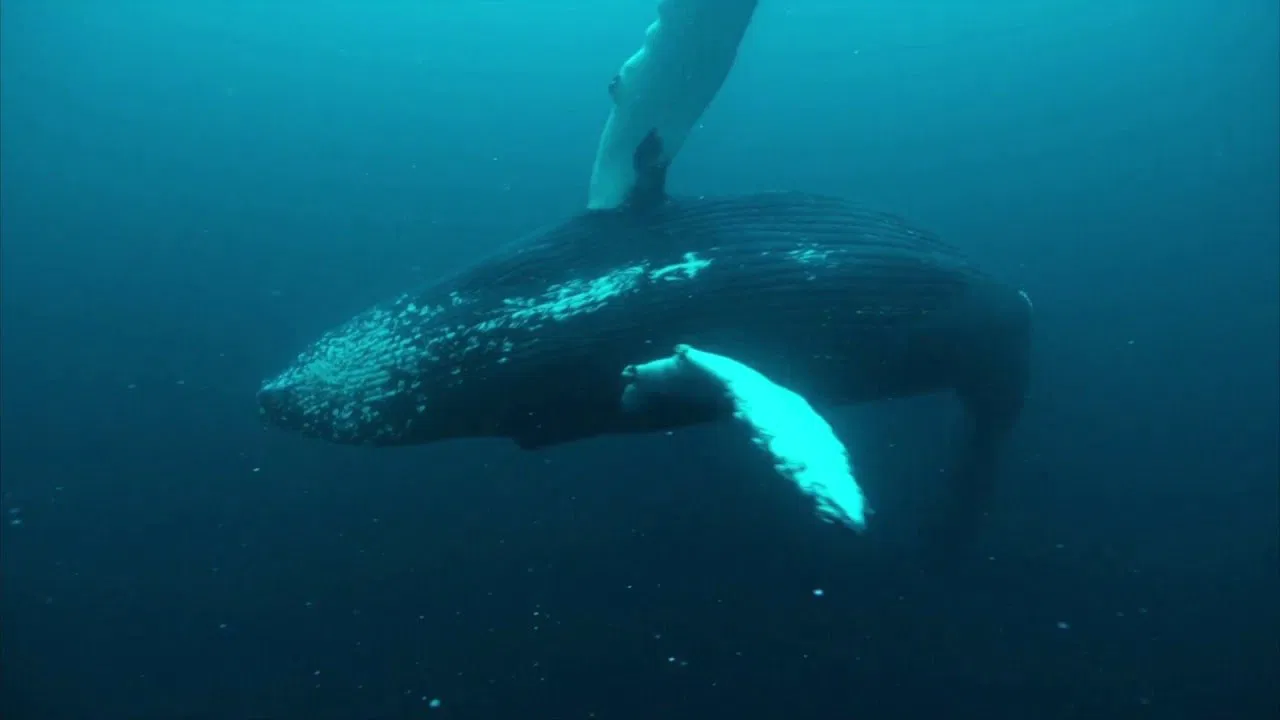 Norvège : le festin des orques backdrop