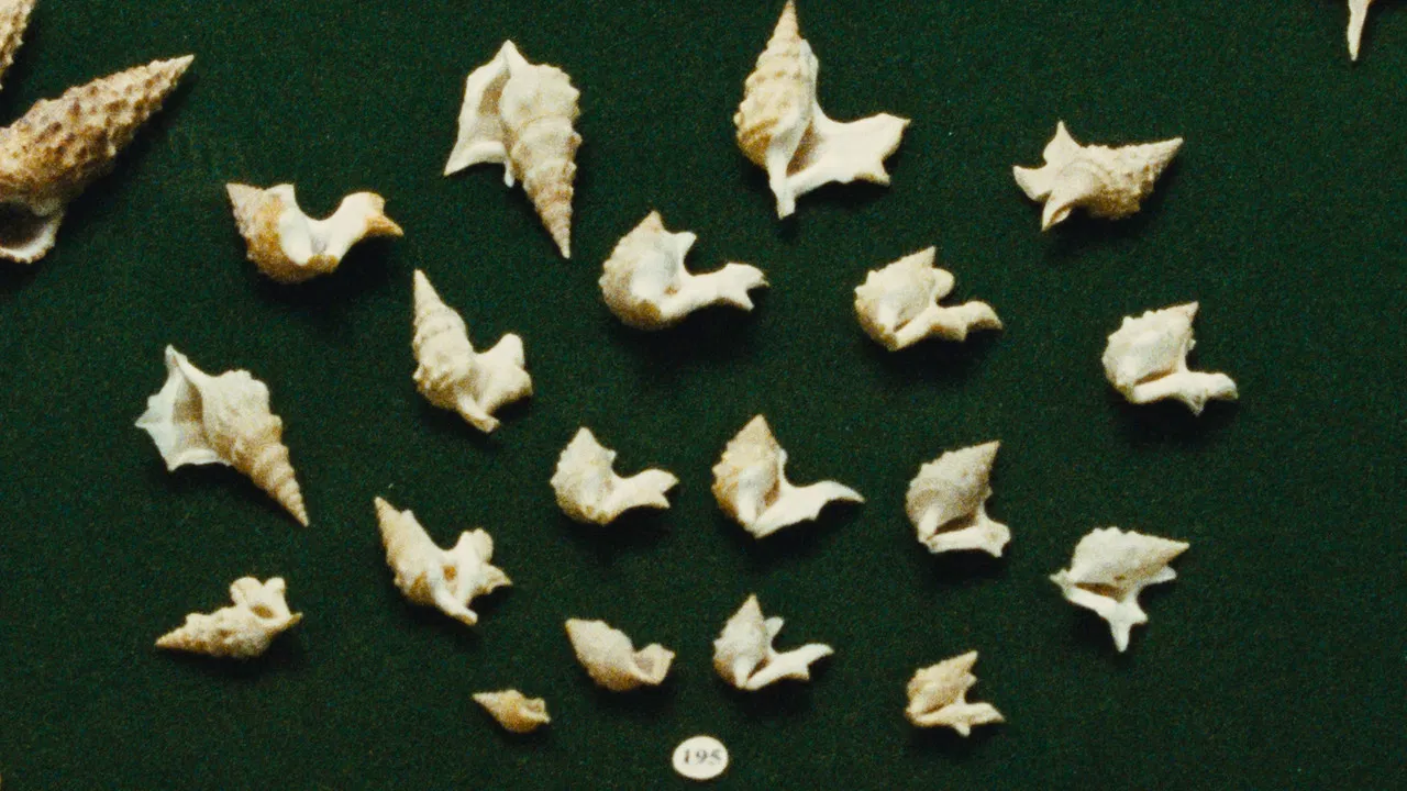 Come out of your shell backdrop