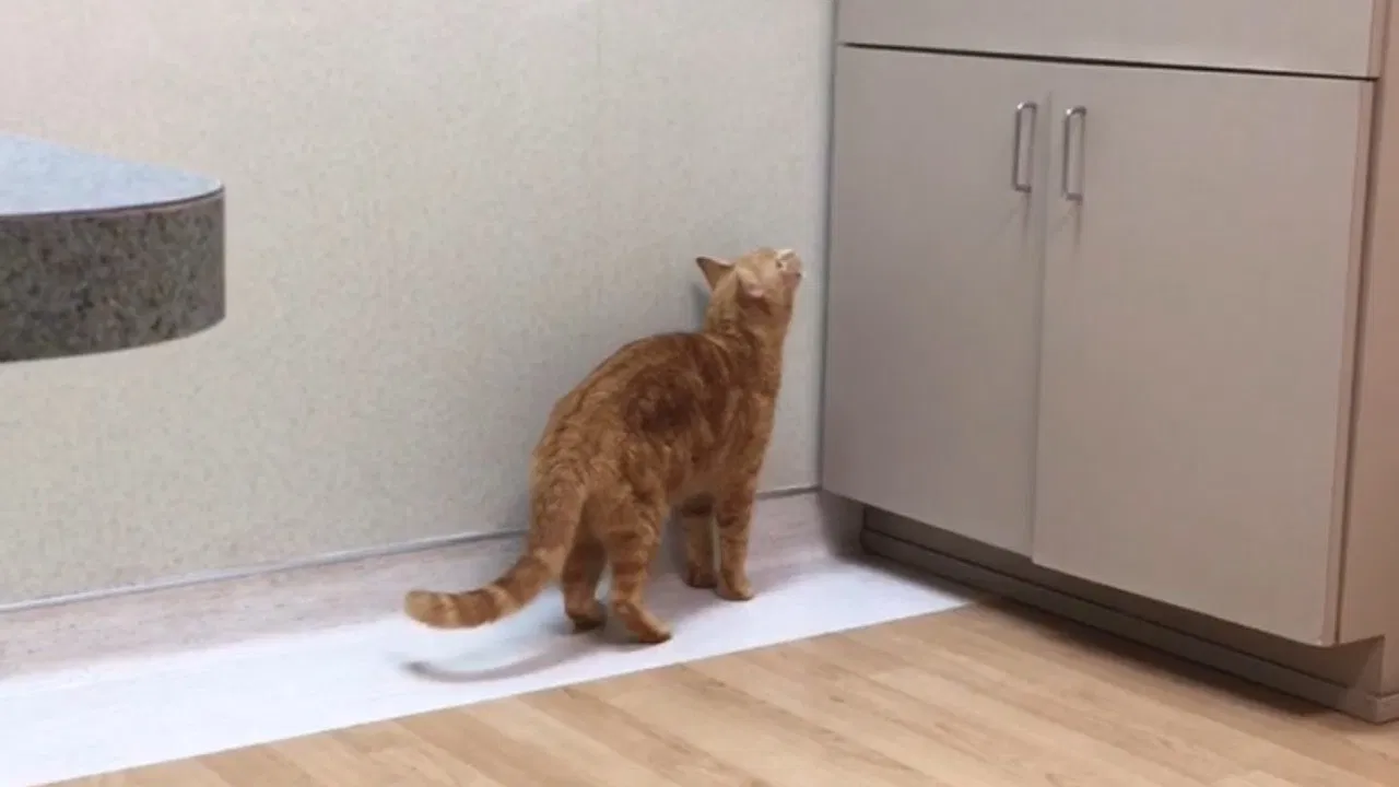 The Adventures of Murphy the Cat #4 backdrop