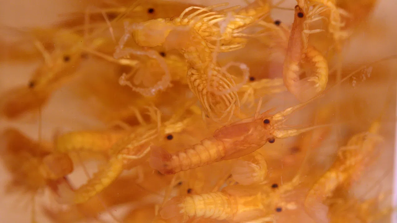 Lobsteropolis backdrop