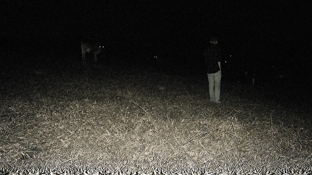 Predação Noturna backdrop