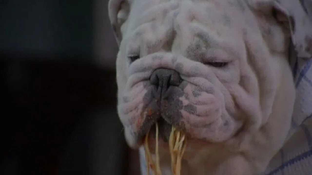 The Dogfather backdrop