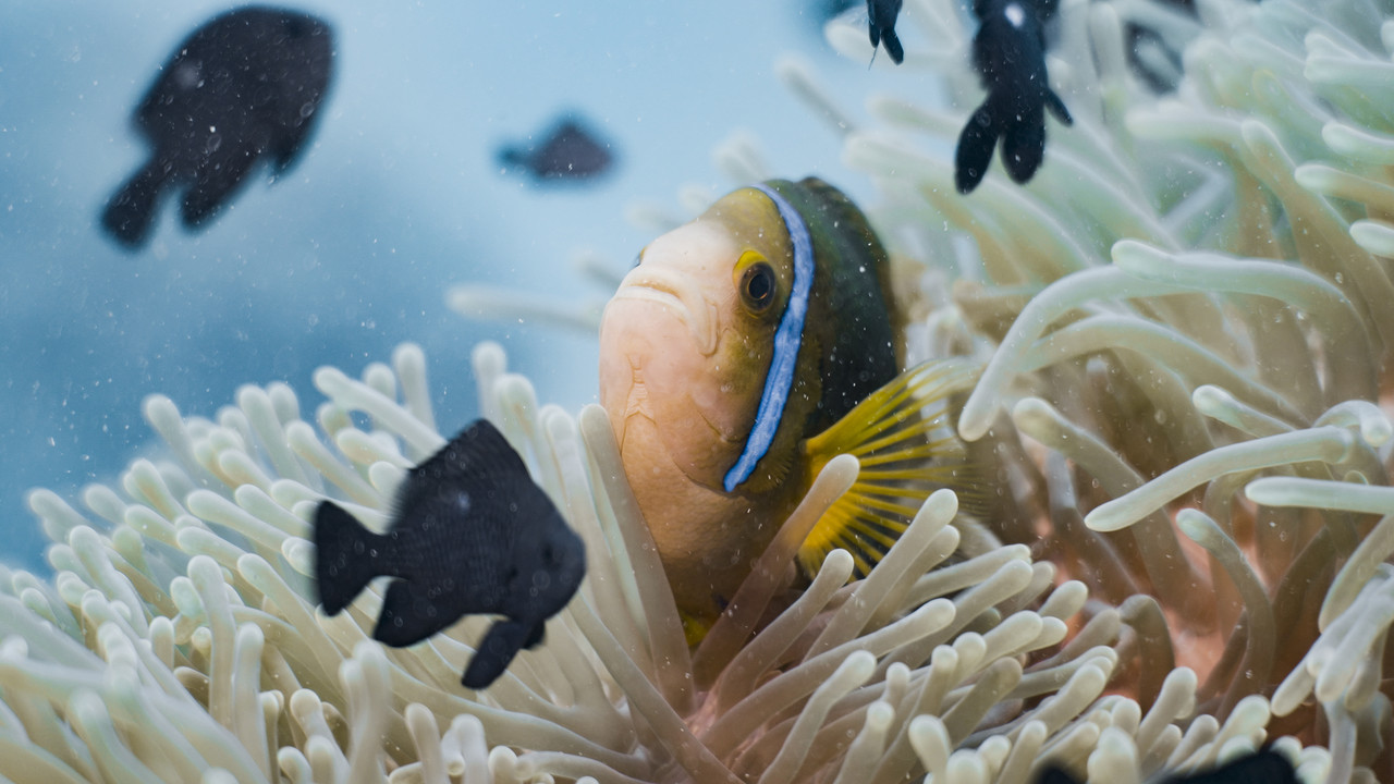 Ocean Seen From the Heart backdrop