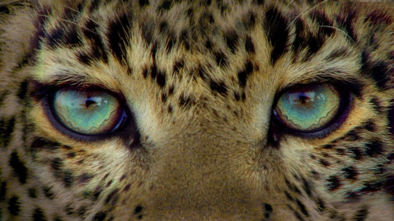 Jade Eyed Leopard backdrop