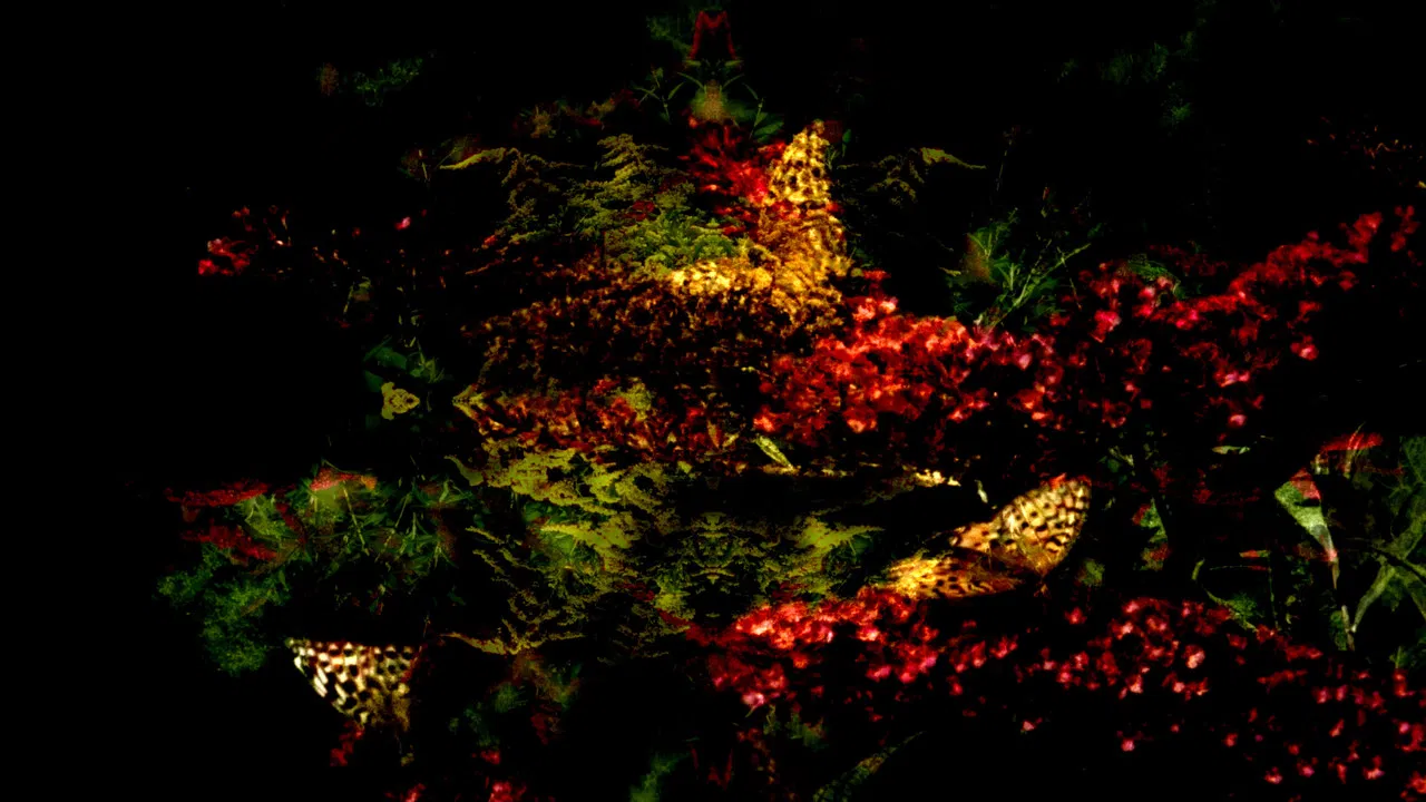 Butterfly 360° backdrop