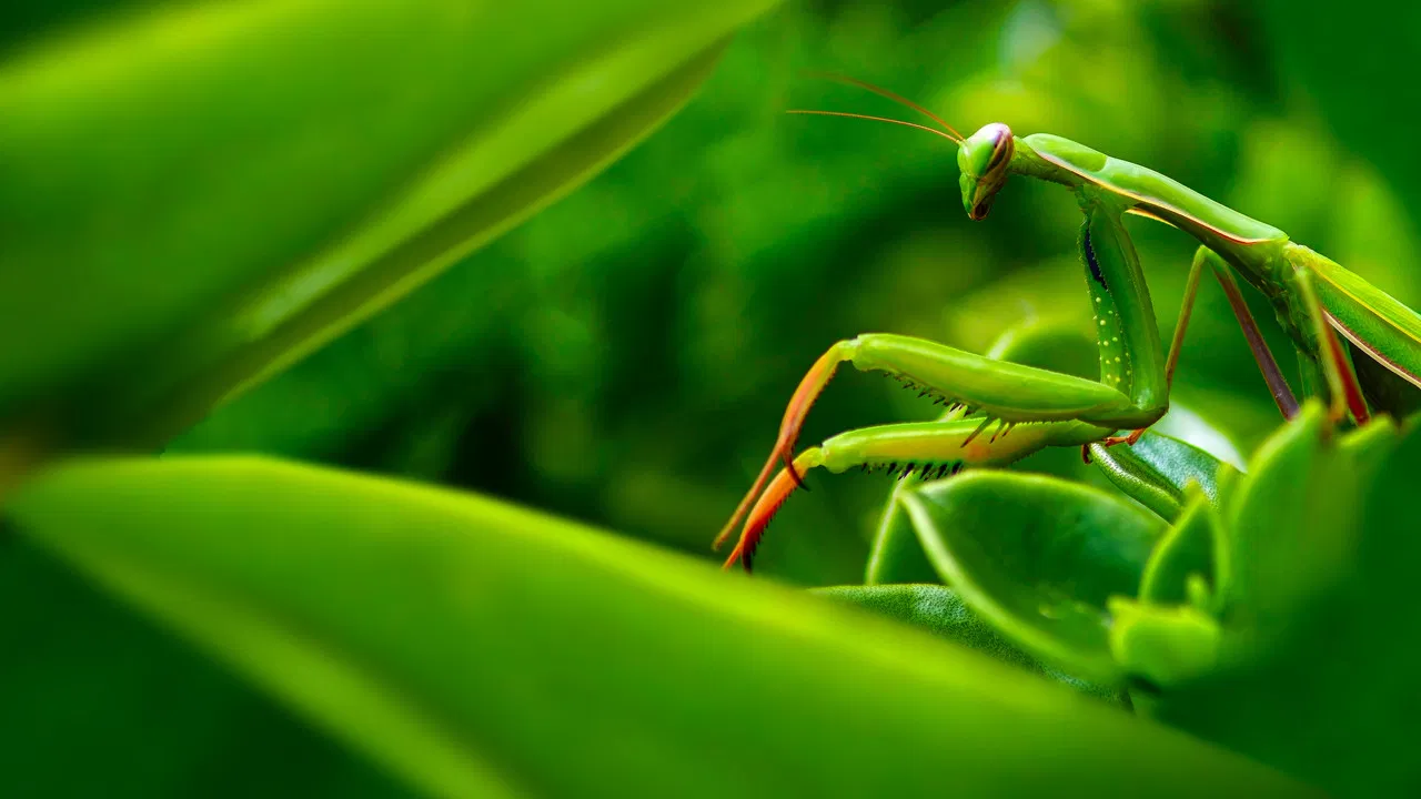 World's Deadliest backdrop