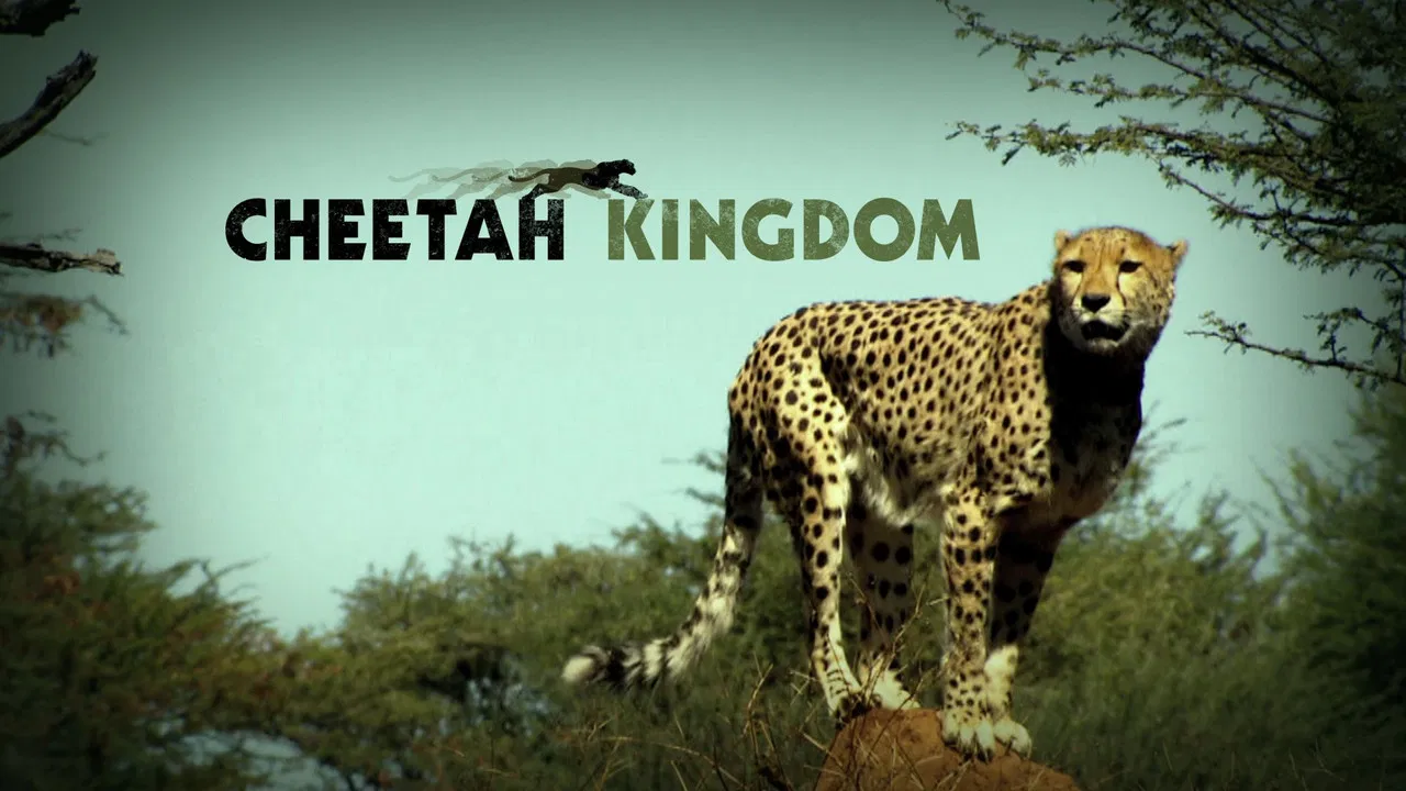 Cheetah Kingdom backdrop
