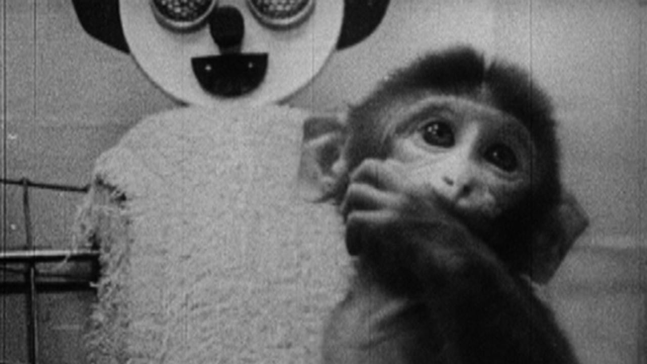 Star Spangled to Death backdrop