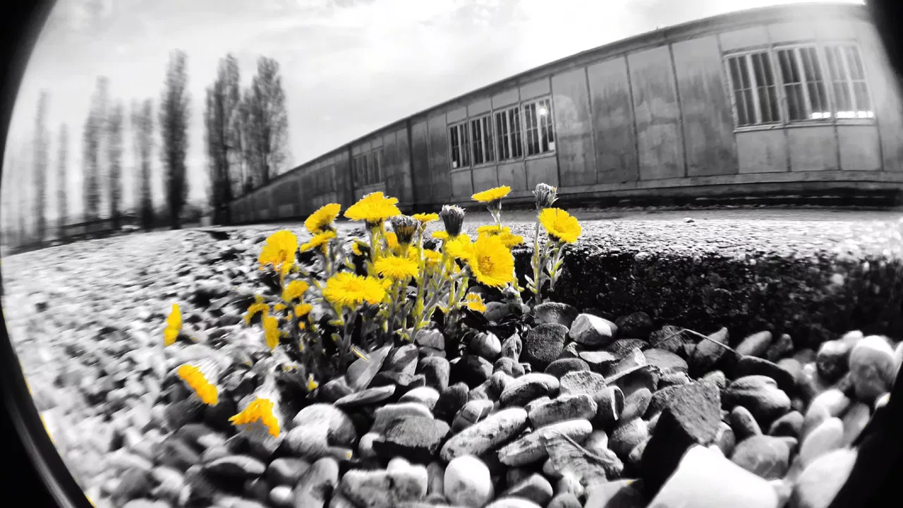 the LOVe within hatE backdrop