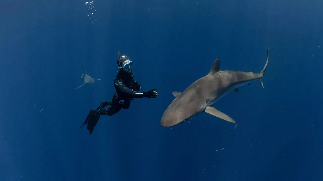 Sharks: The Secret Adventure backdrop