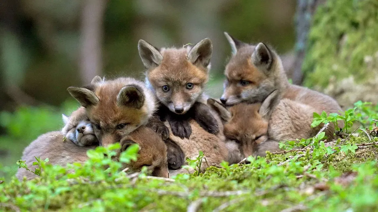 Das Tote Gebirge: Wunderwelt in Österreich backdrop