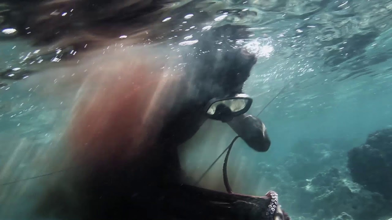 Oh Brother Octopus backdrop