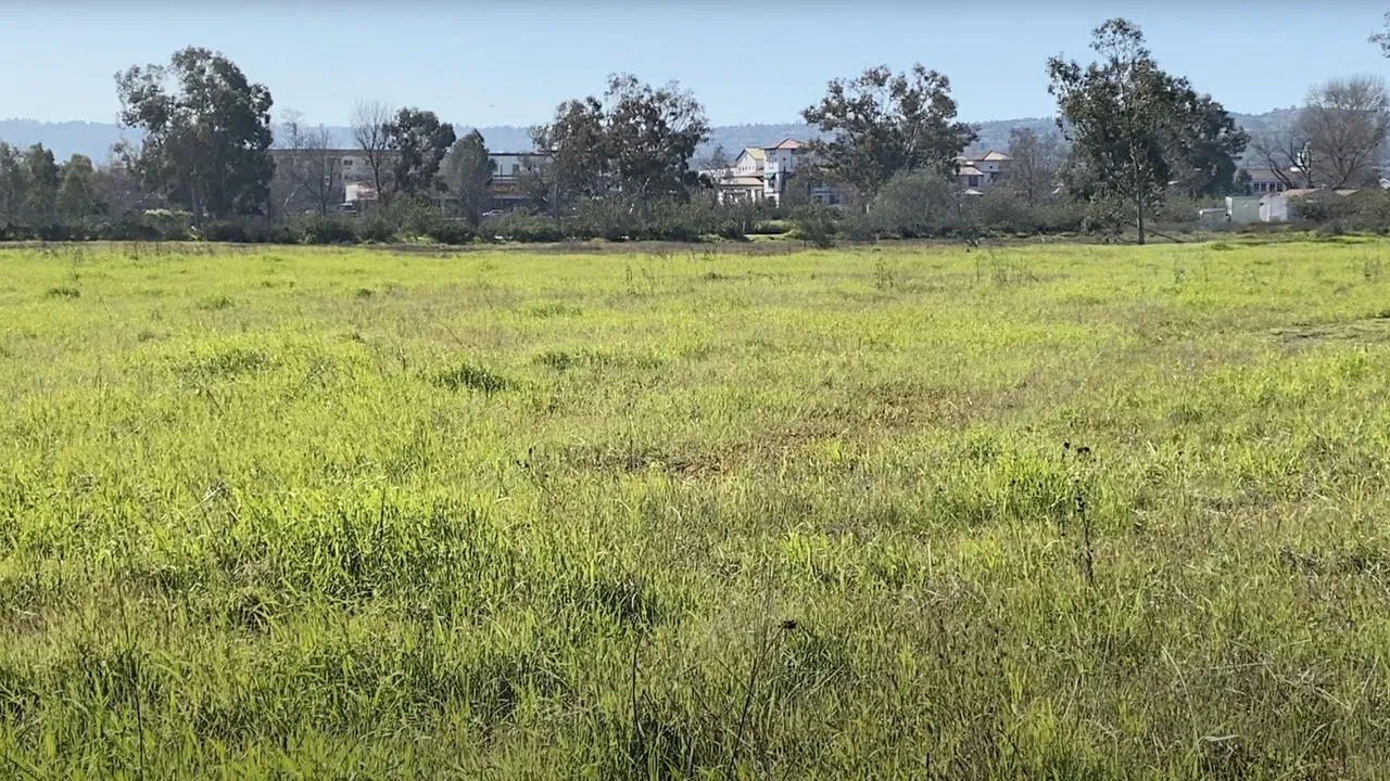 Madrona Marsh backdrop