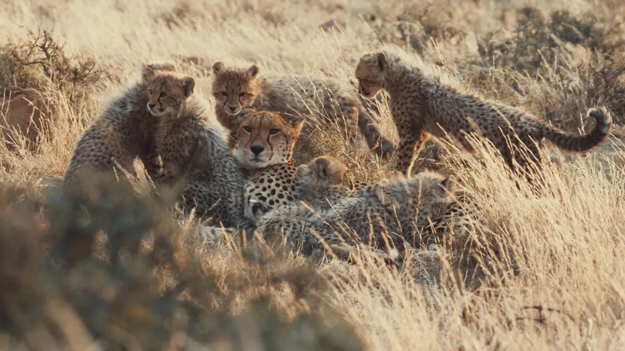 A Cheetah's Pride backdrop
