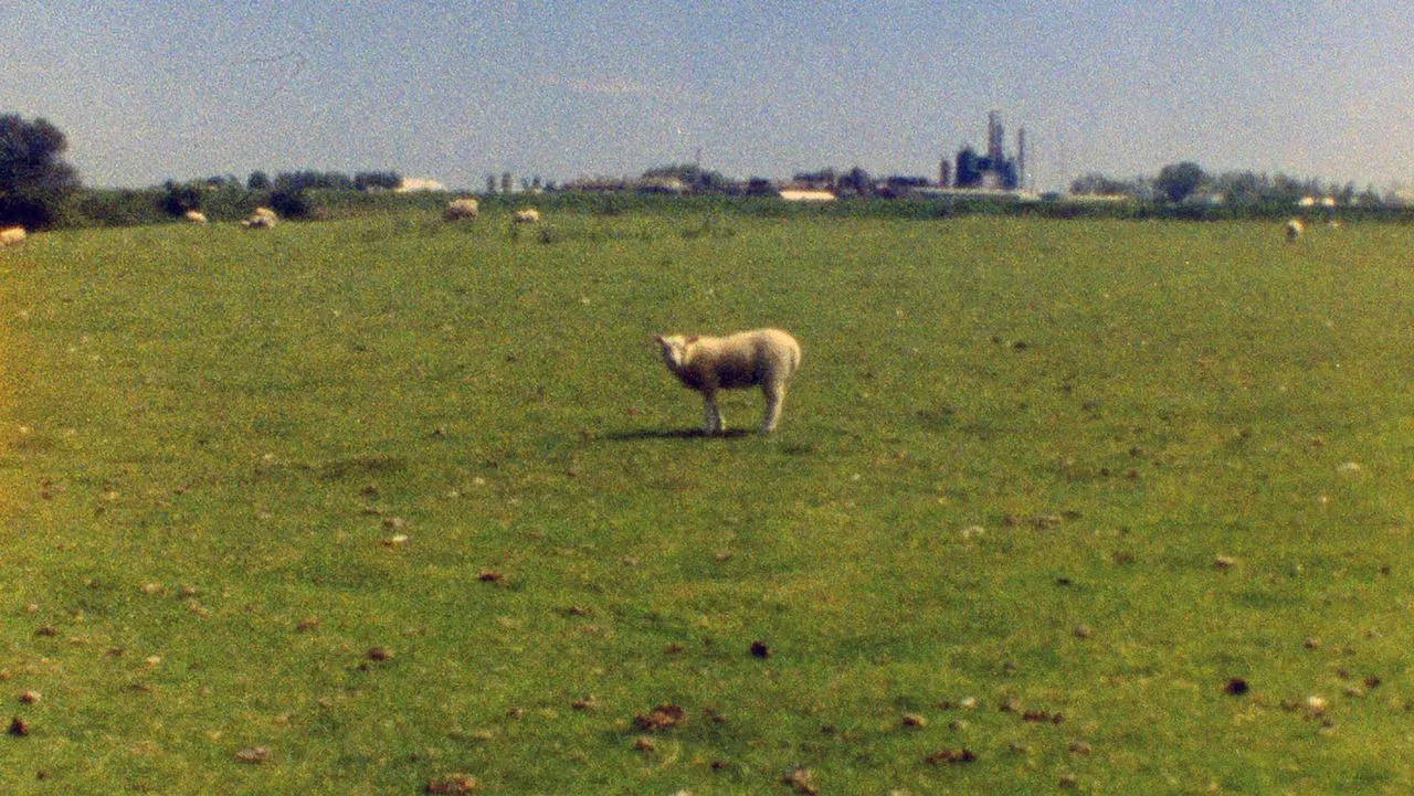 Vertical Shapes in a Horizontal Landscape backdrop