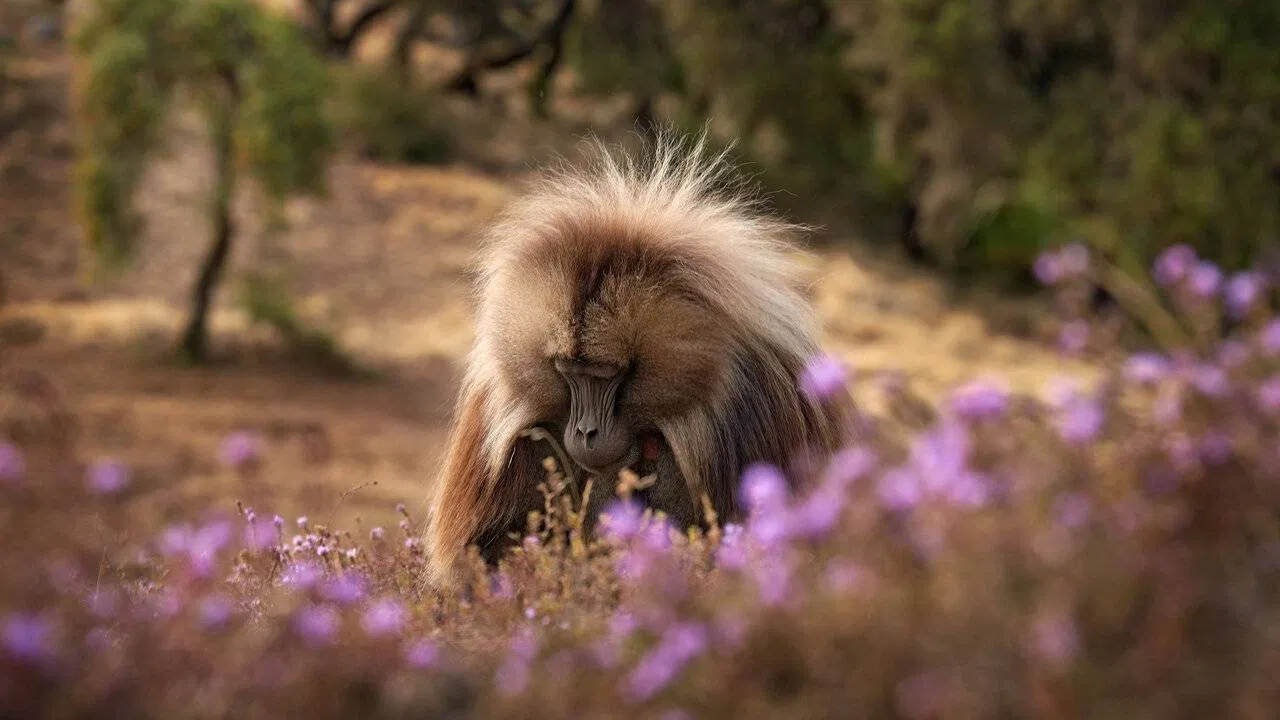 Baboon King backdrop