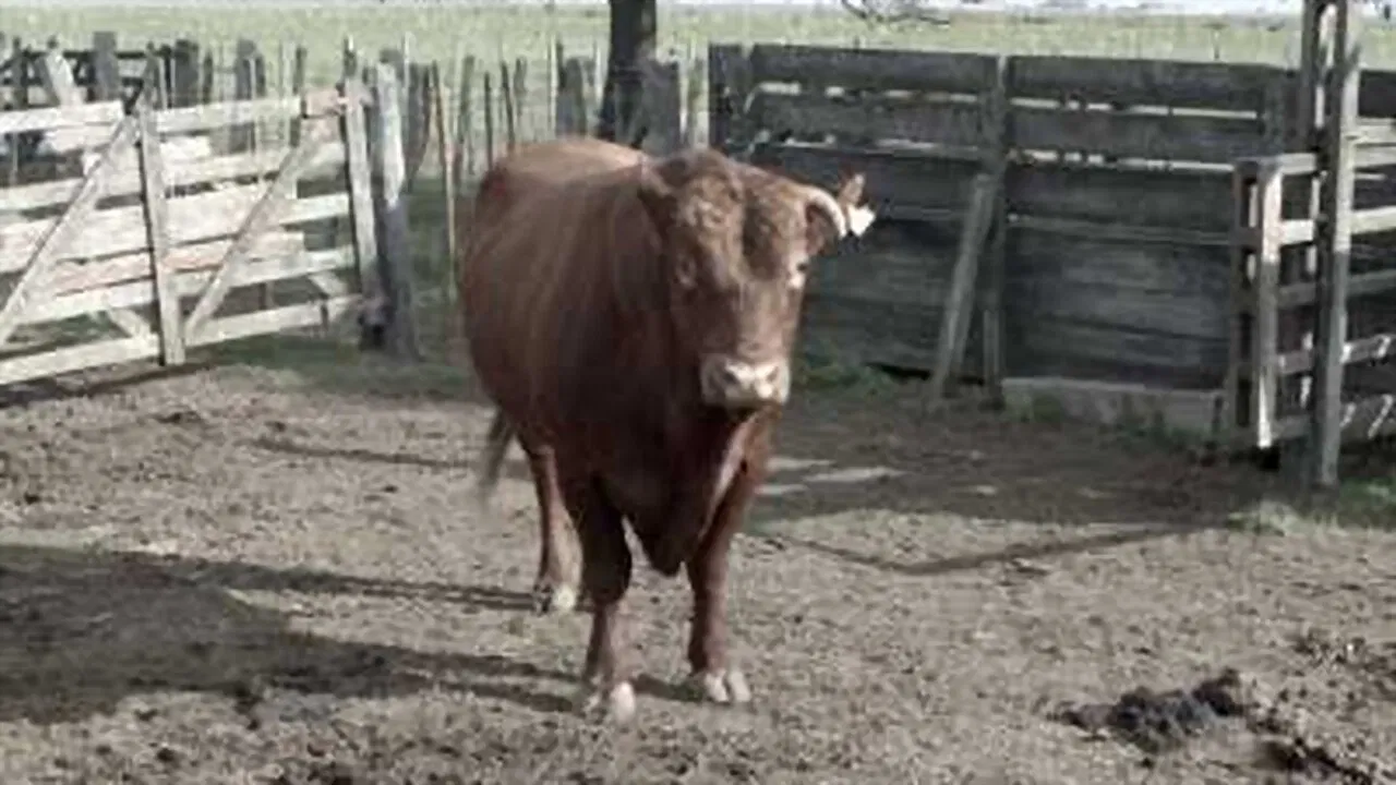 Carne propia backdrop