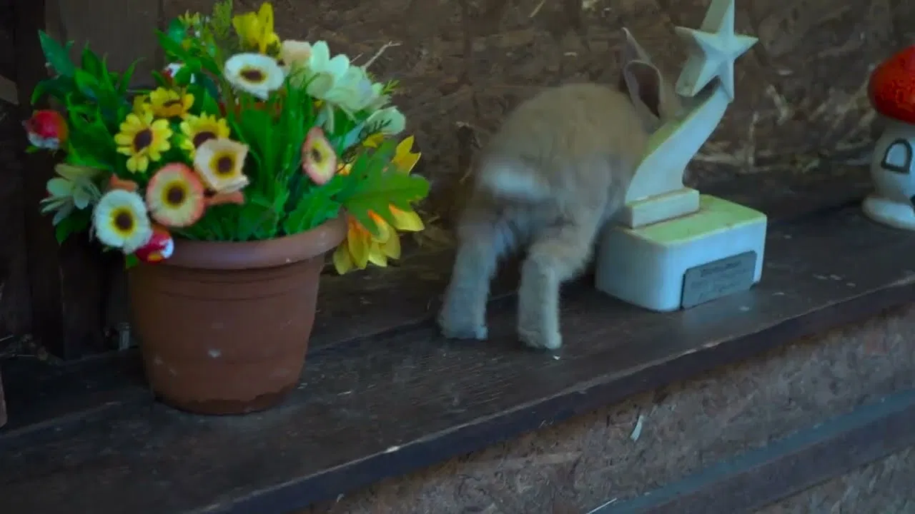 Bunny Decides to Go backdrop