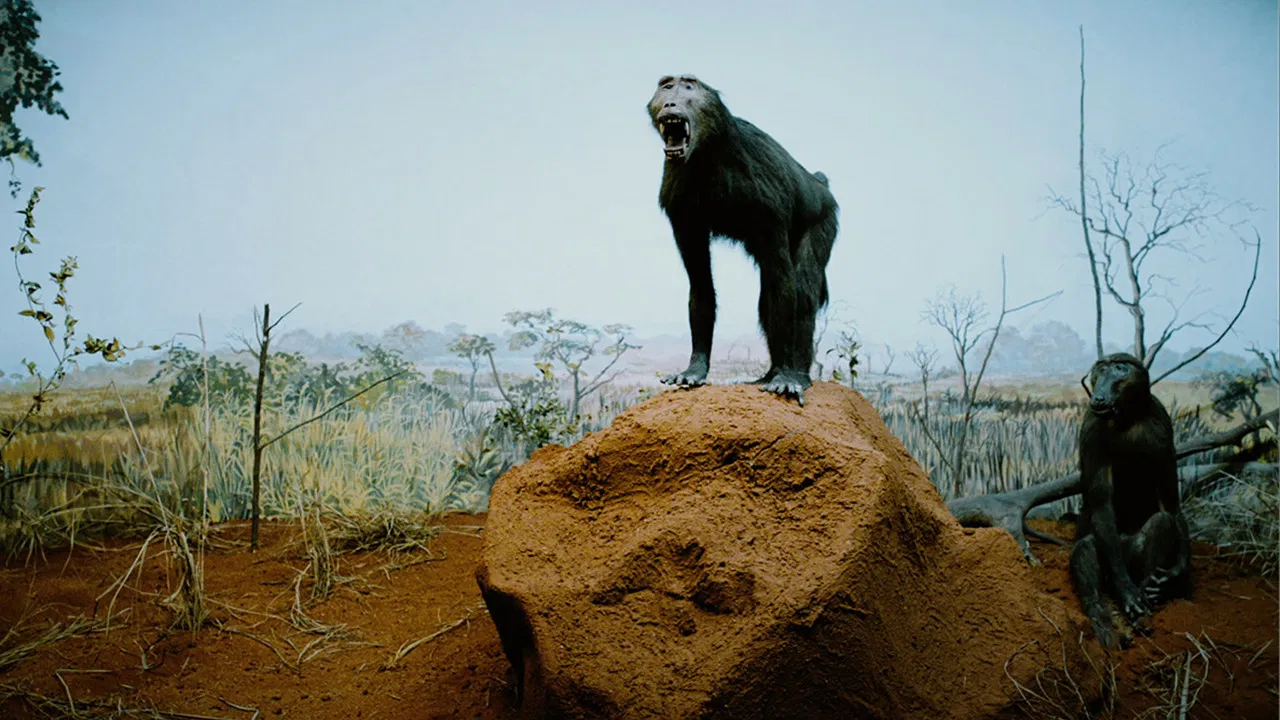 We Shall Return backdrop