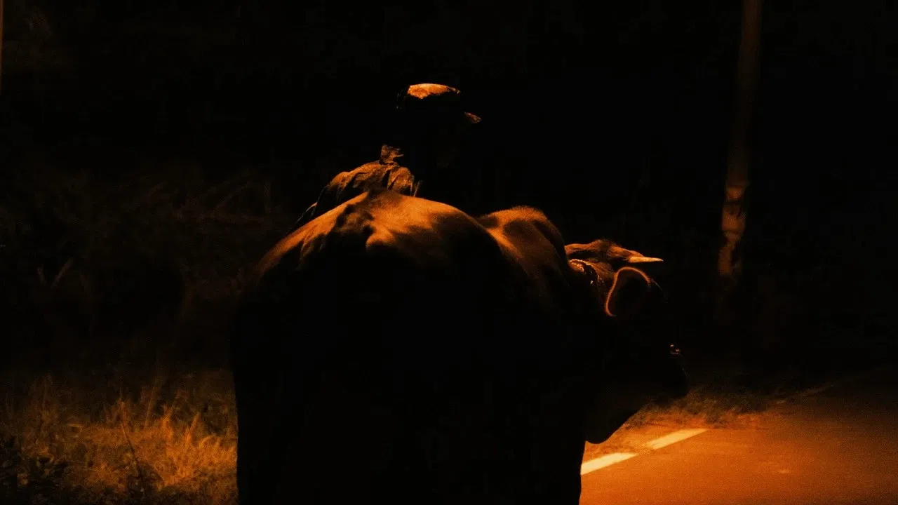 This Is NOT My Cow backdrop