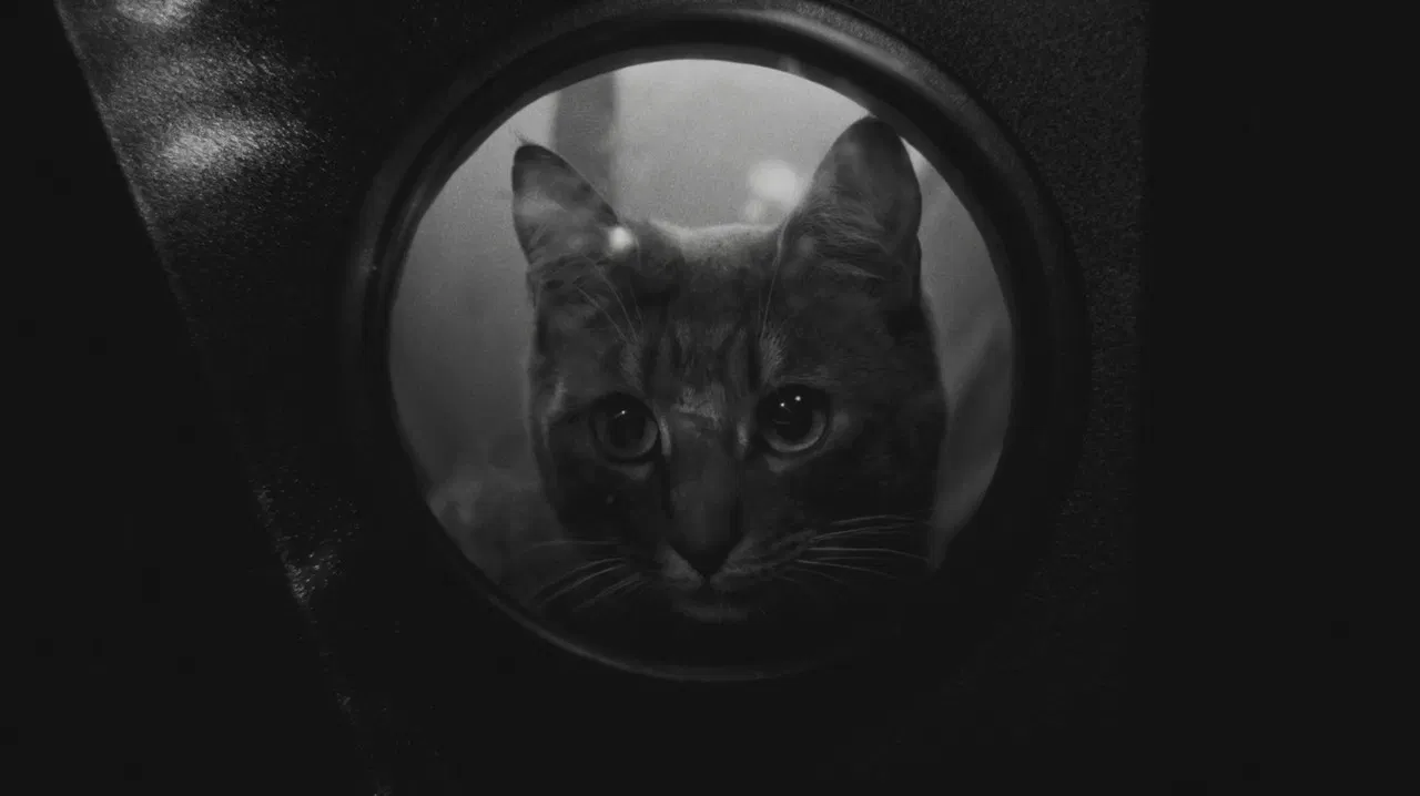 Jano & Dafi backdrop