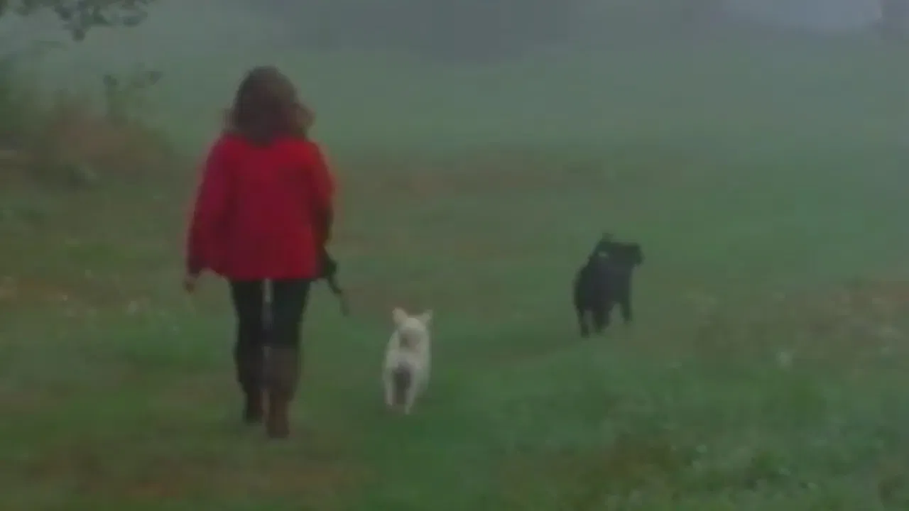 A Video Visit with Lynne Cherry backdrop