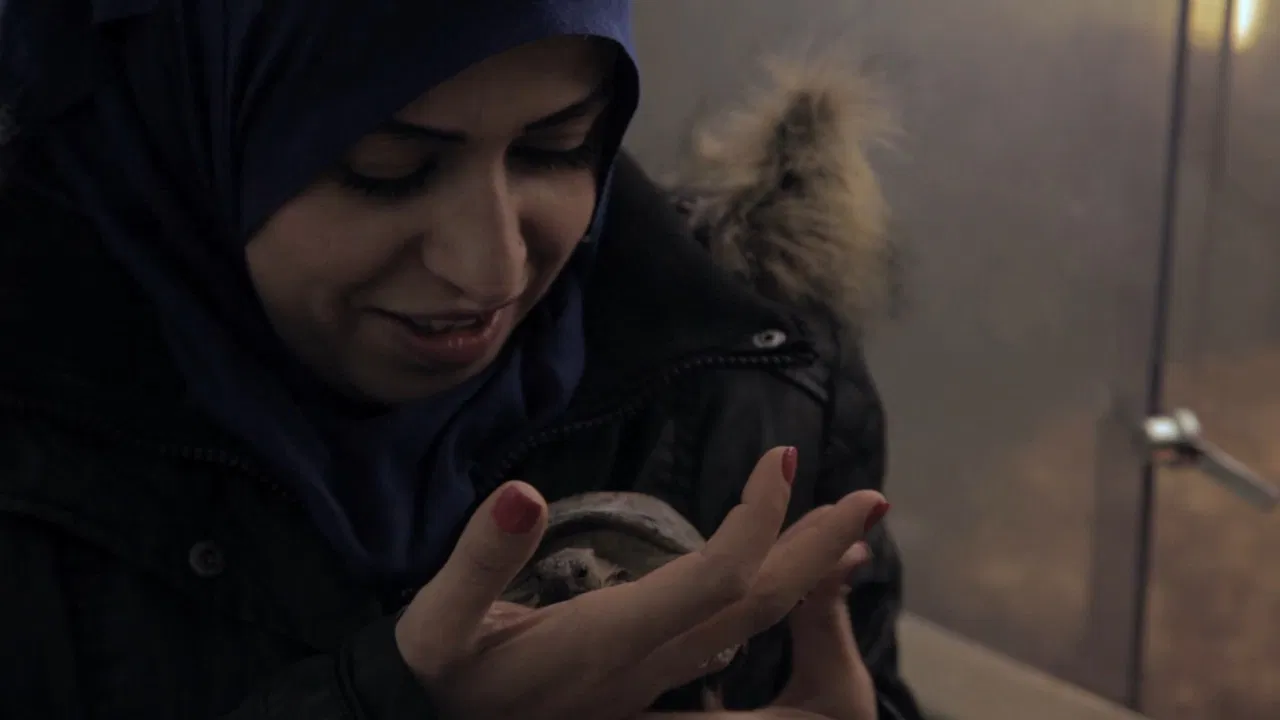 Schildkröten Panzer backdrop