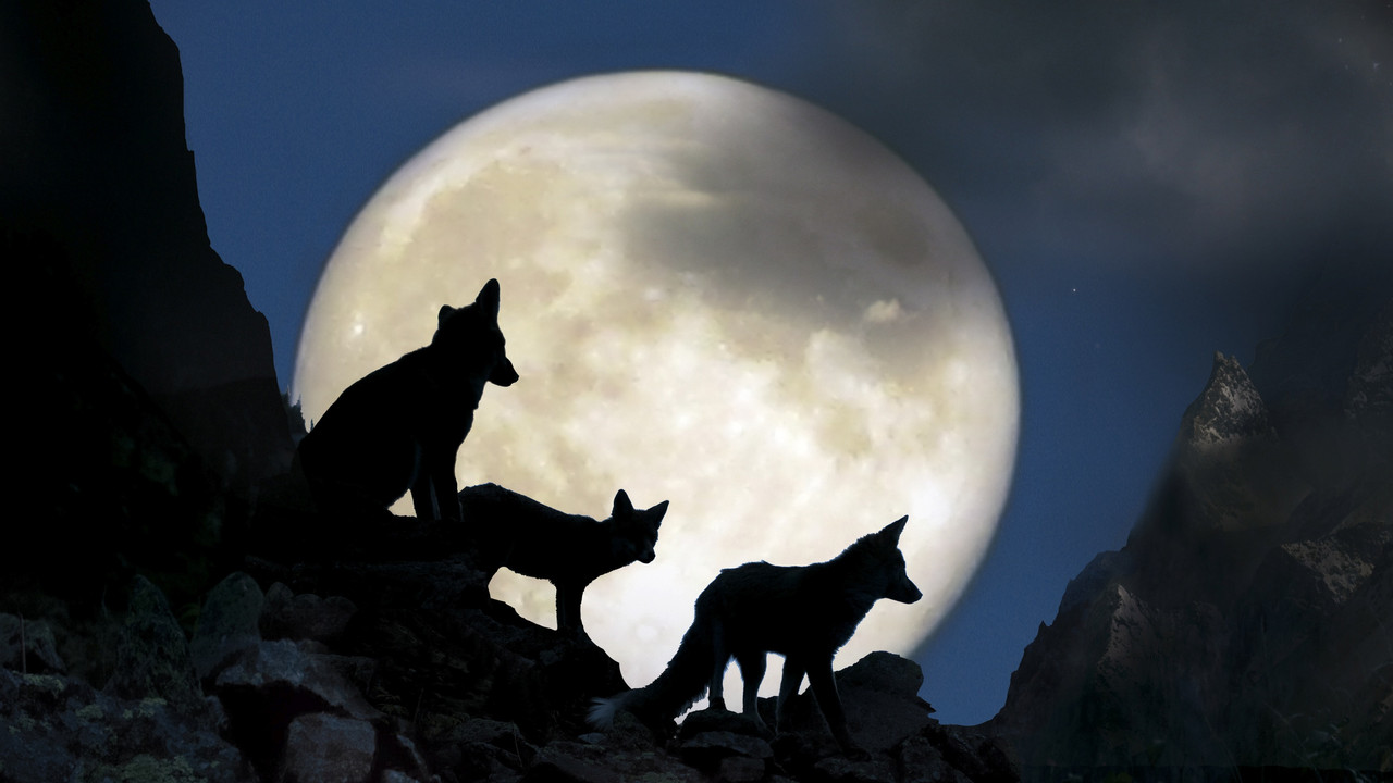 The Fox Clan backdrop