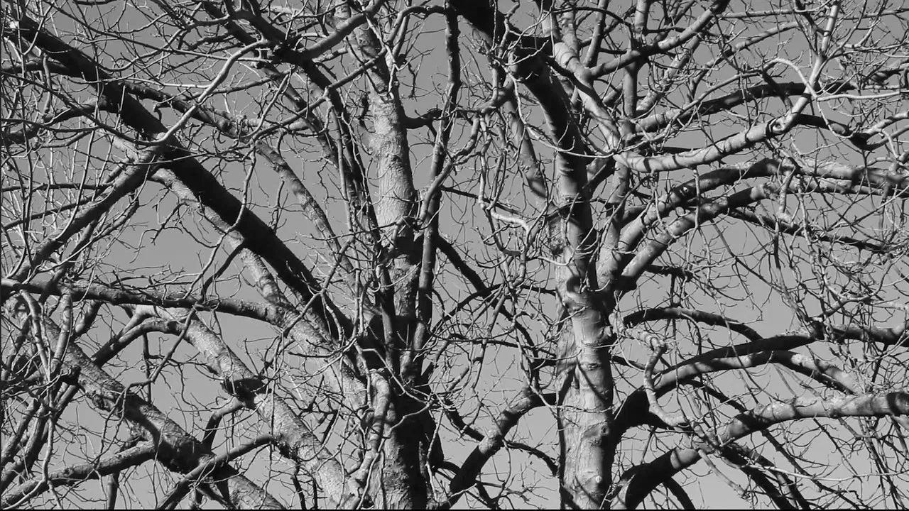 Damned Wood backdrop