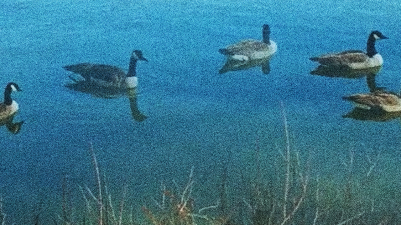 Downy Ashes backdrop