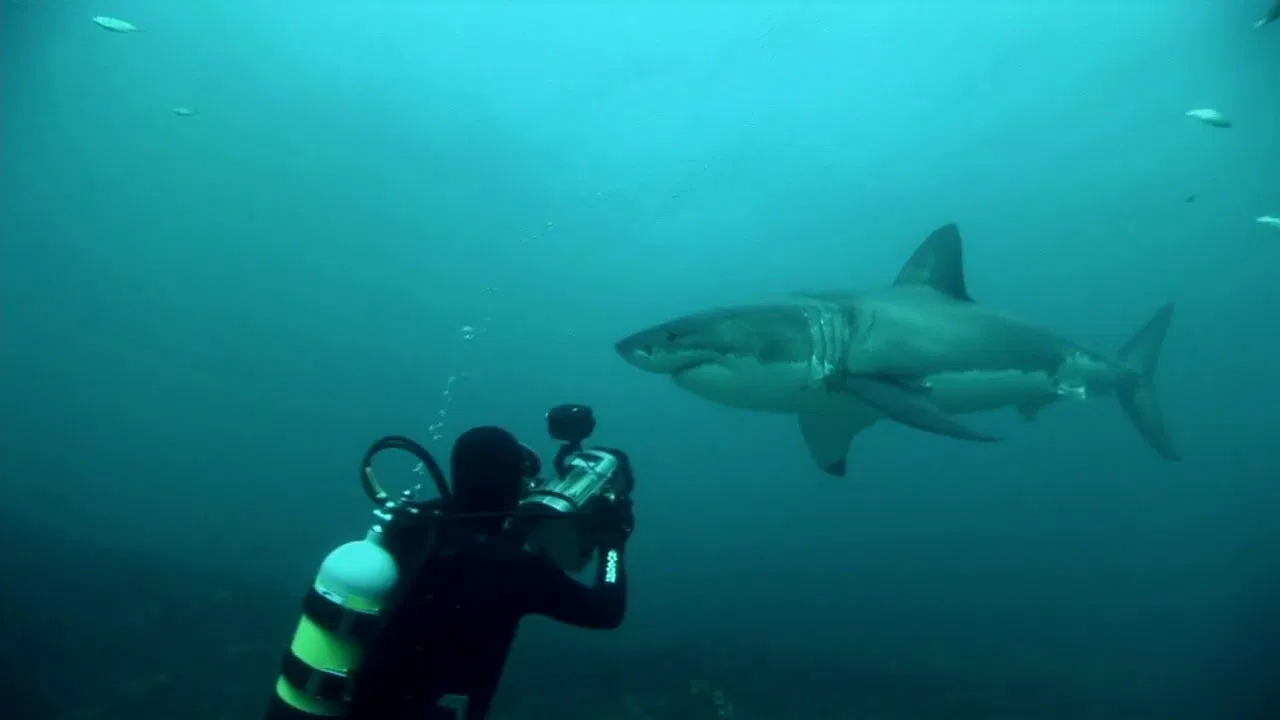 Great White Shark: A Living Legend backdrop