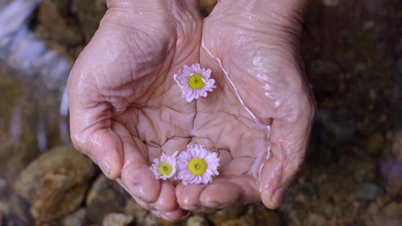 Late Bloomer backdrop