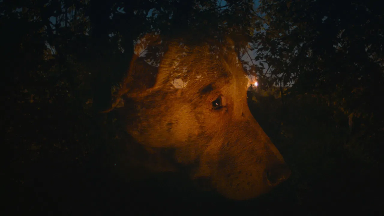 Dreaming Dogs backdrop