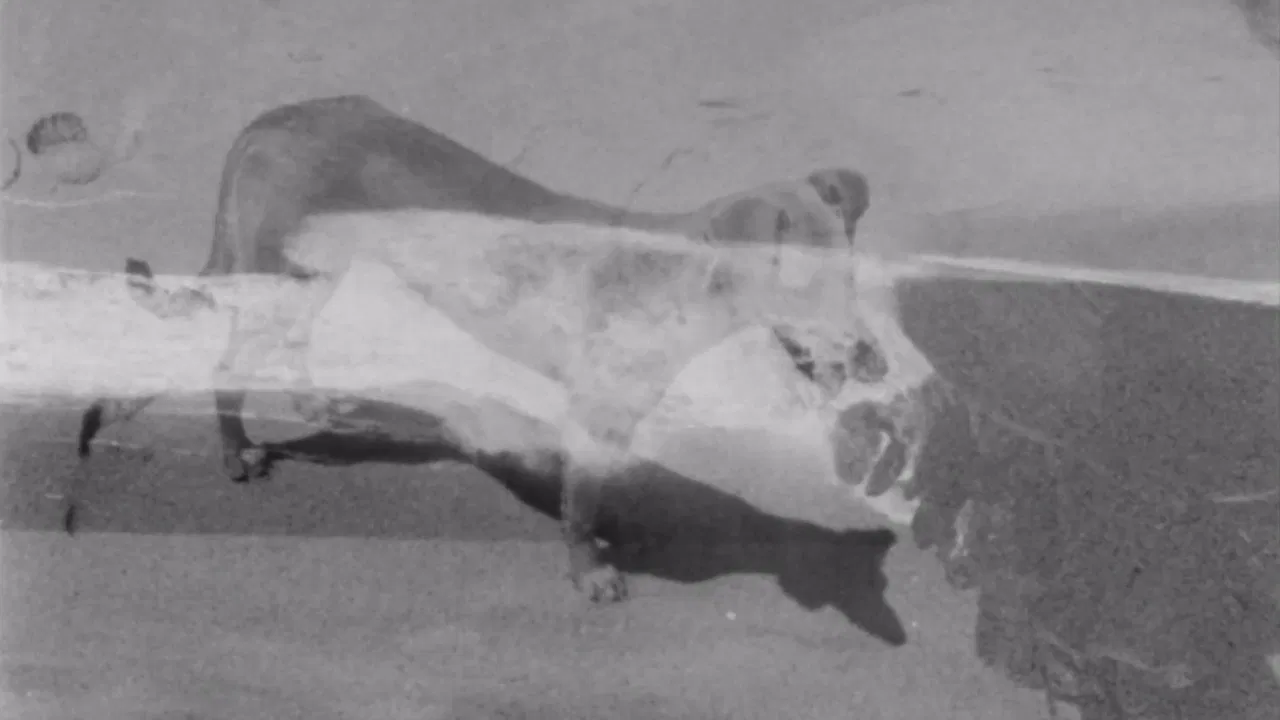 Cabo San Lucas backdrop