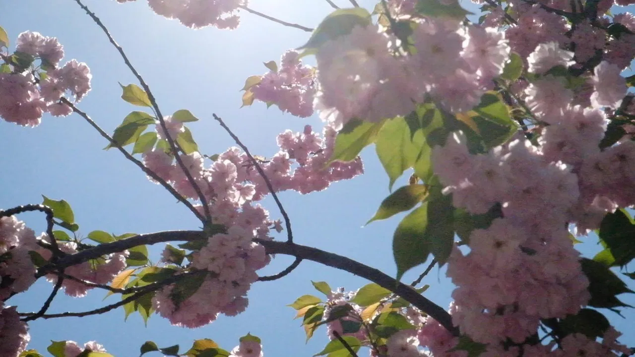 As Far As Our Eyes Can See backdrop