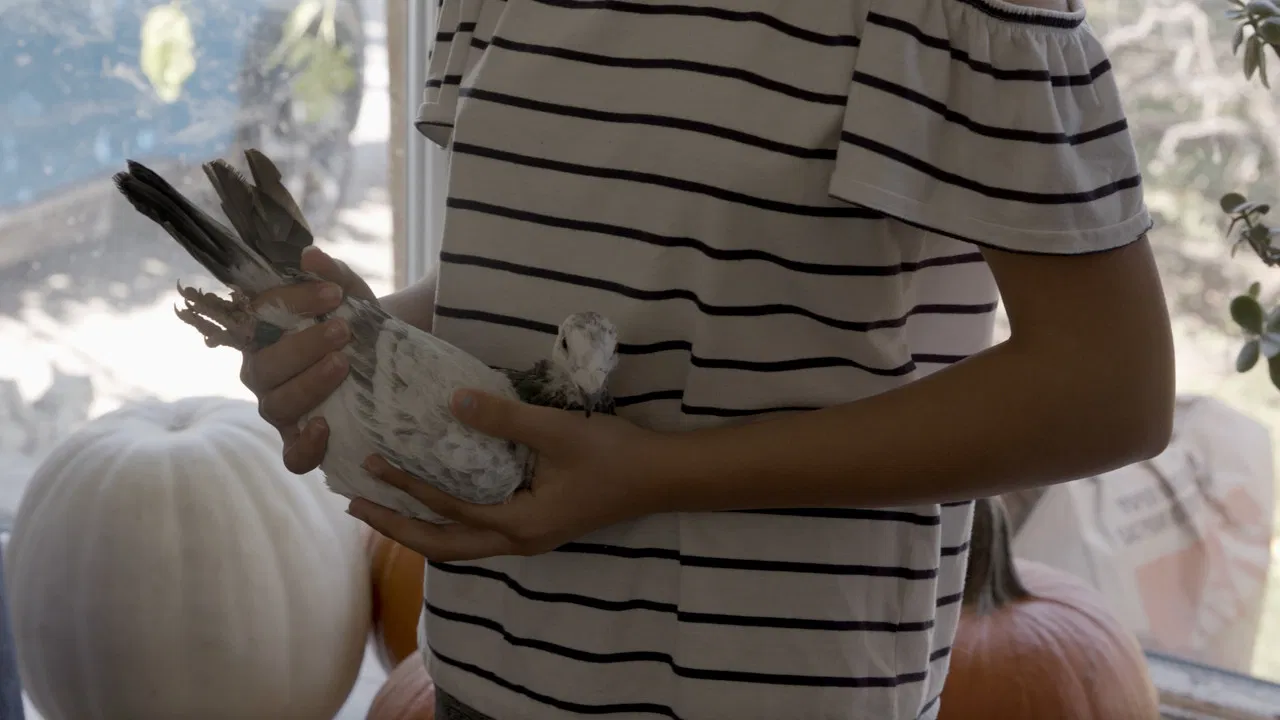 Pigeon People backdrop