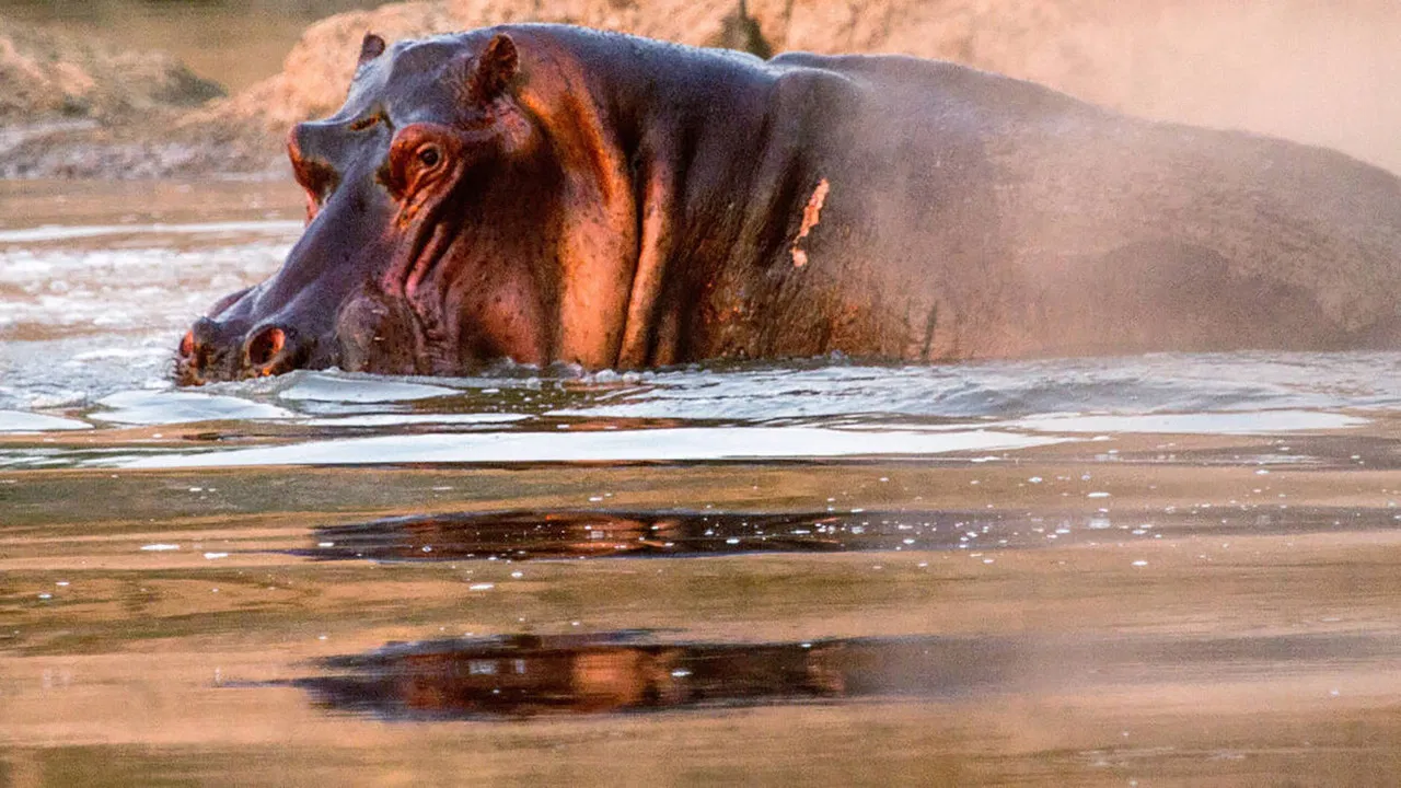 Hippos after Dark backdrop