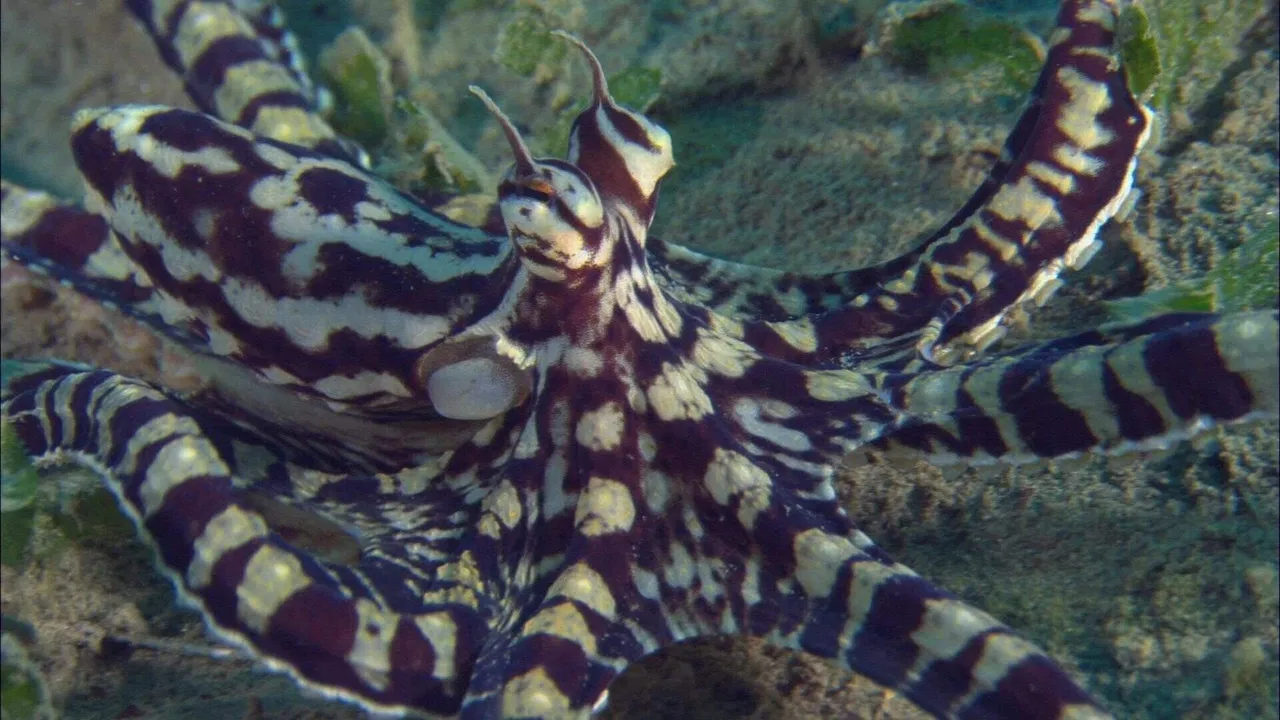 Les Récifs du Pacifique backdrop