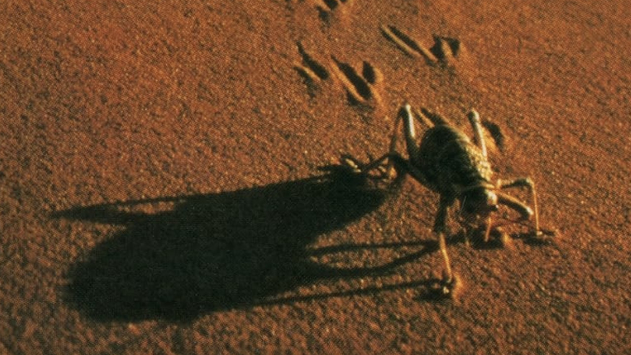 The Living Sands of Namib backdrop