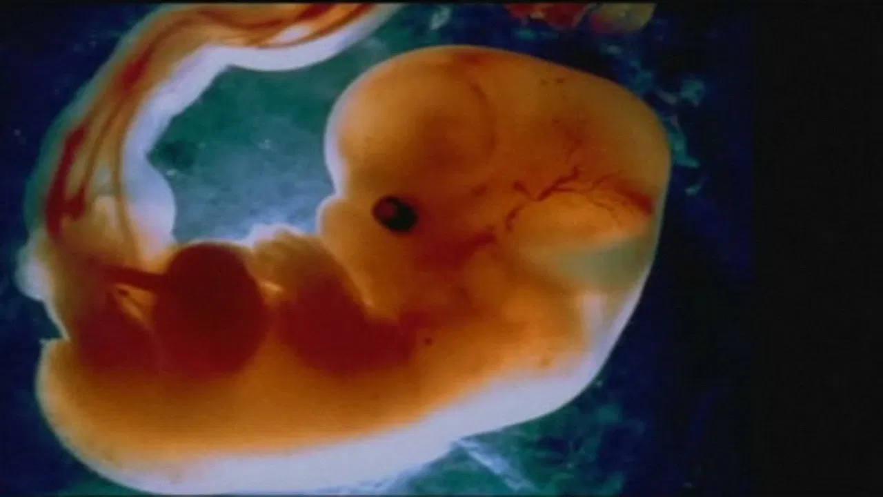 Odyssey of Life backdrop