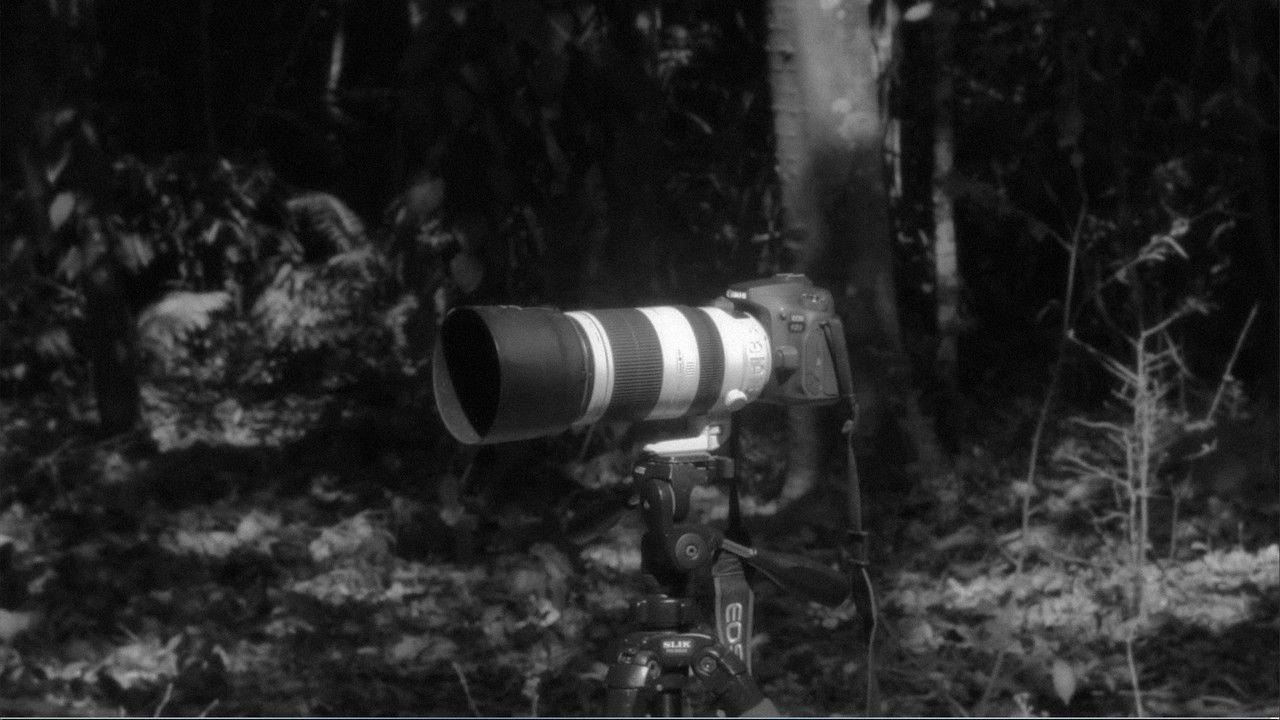 Colored Birds backdrop
