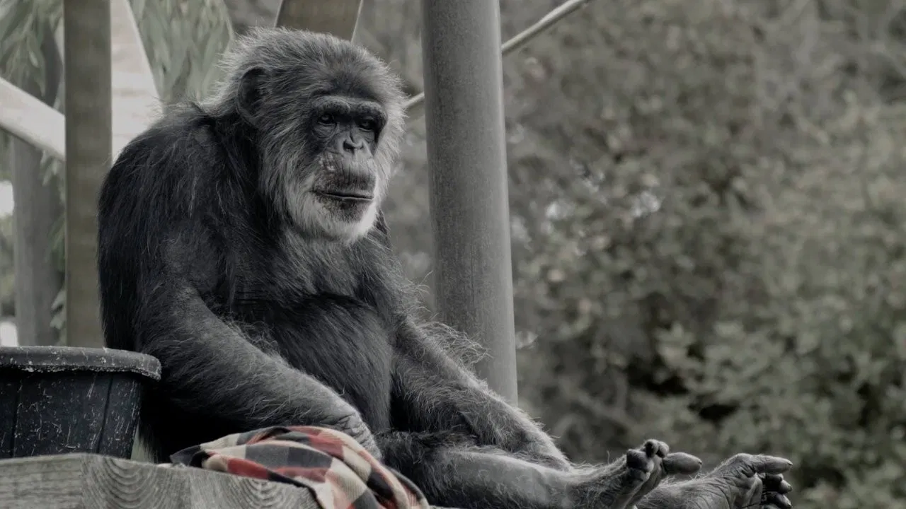 Cobby: The Other Side of Cute backdrop