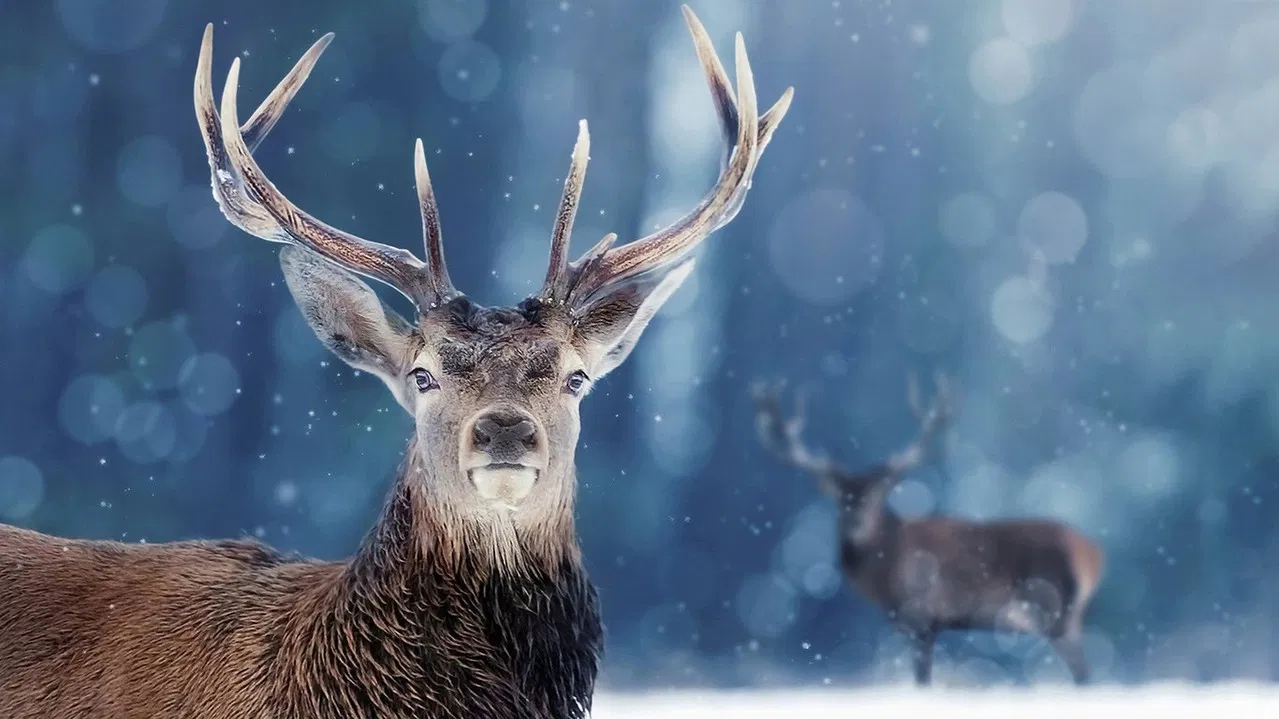 Snow Animals backdrop